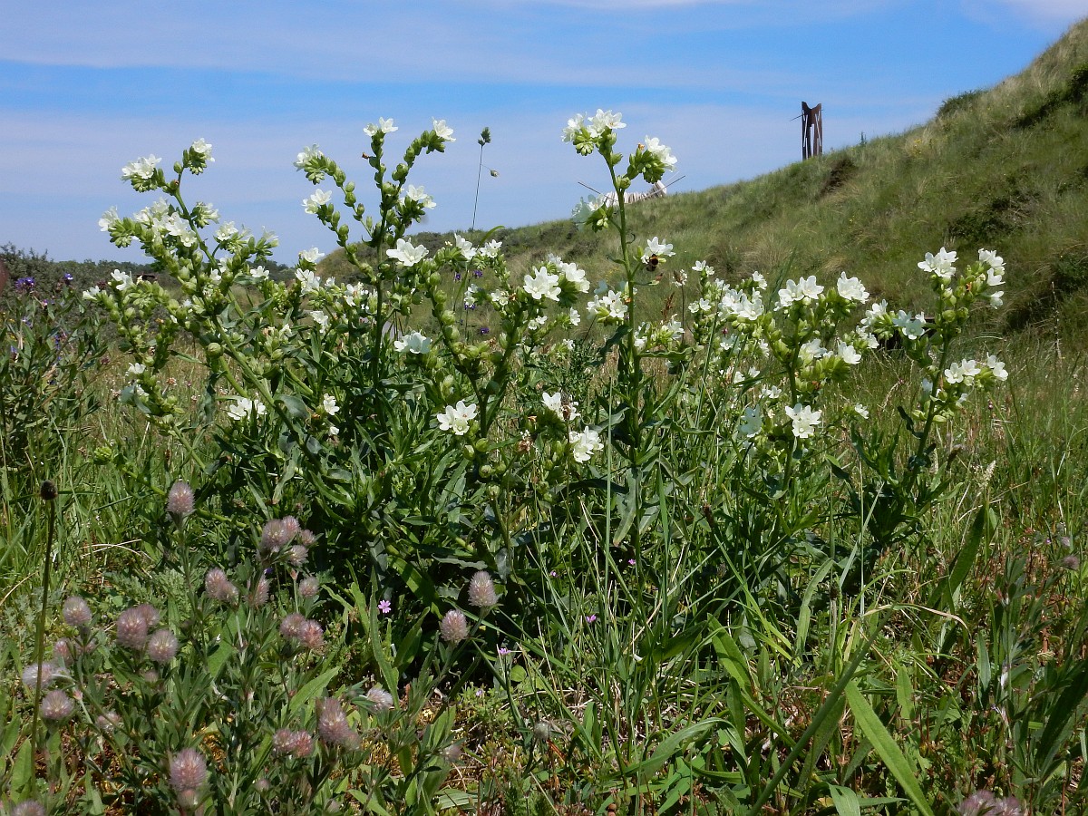 Busty rus ayol bilan jinsiy aloqa